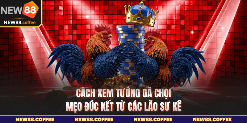 Cách xem tướng gà chọi New88 chuẩn nâng có tỷ lệ thắng khi thi đấu